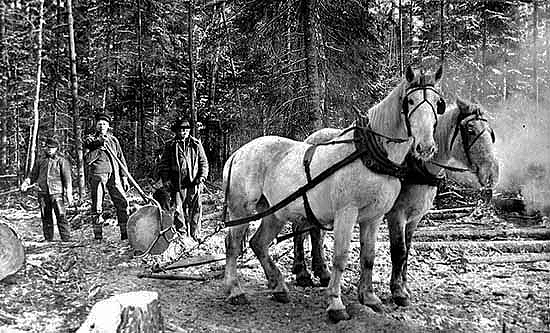 Three unidentified men and two horses pulling a log, ca. 1910.